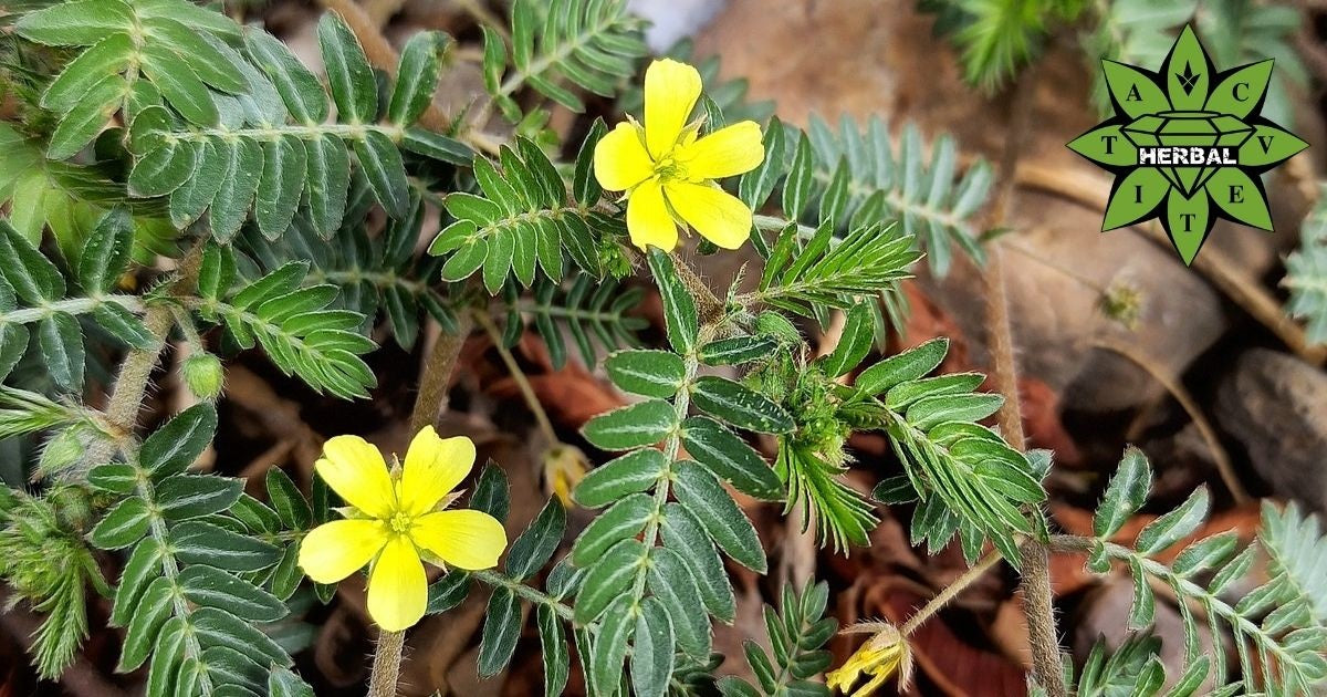 Tribulus terrestris (babini zabi) gyógynövény és kapszula – férfi vitalitás és libidó